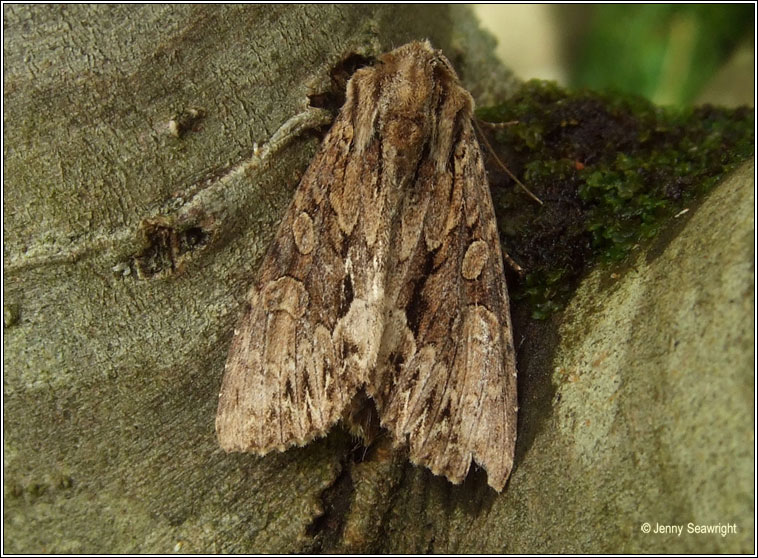 Dark Arches, Apamea monoglypha