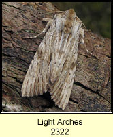 Light Arches, Apamea lithoxylaea