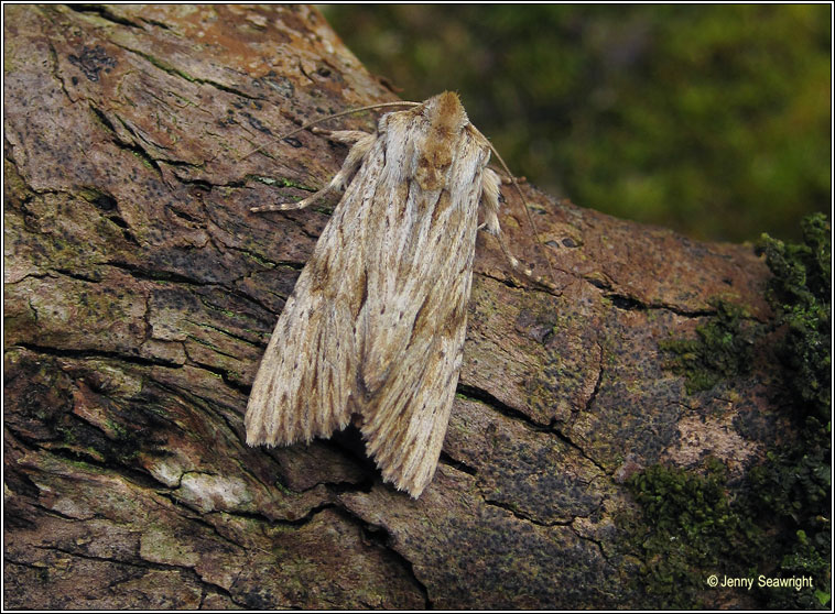 Light Arches, Apamea lithoxylaea