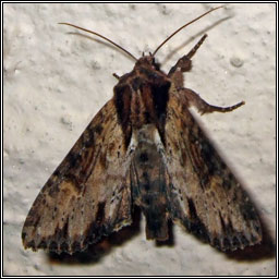 Clouded-bordered Brindle, Apamea crenata