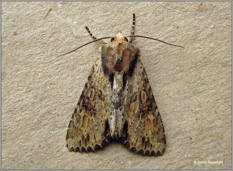 Clouded-bordered Brindle, Apamea crenata