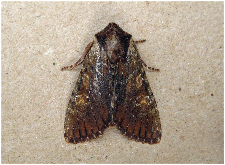 Clouded-bordered Brindle, Apamea crenata ab. combusta