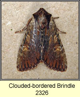 Clouded-bordered Brindle, Apamea crenata