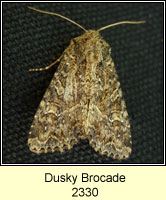 Dusky Brocade, Apamea remissa