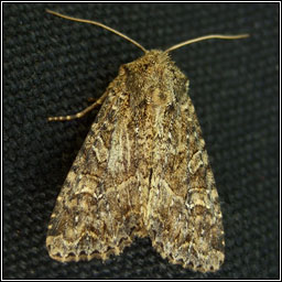 Dusky Brocade