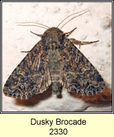 Dusky Brocade, Apamea remissa