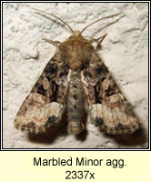 Marbled Minor agg, Oligia strigilis agg