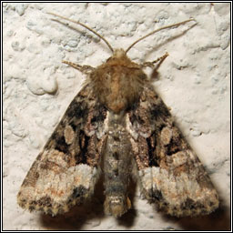 Marbled Minor agg, Oligia strigilis agg