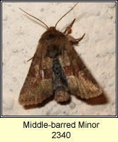 Middle-barred Minor, Oligia fasciuncula