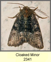 Cloaked Minor, Mesoligia furuncula