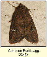 Common Rustic agg, Mesapamea secalis agg