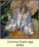 Common Rustic agg, Mesapamea secalis agg