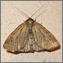 Small Dotted Buff, Photedes minima