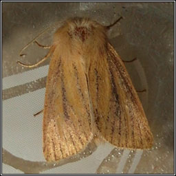 Small Wainscot, Chortodes pygmina