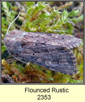 Flounced Rustic, Luperina testacea