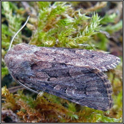 Flounced Rustic, Luperina testacea