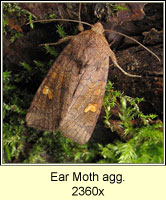 Ear Moth agg, Amphipoea oculea agg