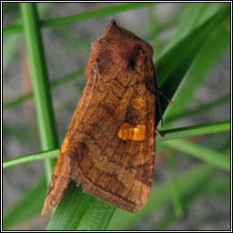 Ear Moth agg, Amphipoea oculea agg