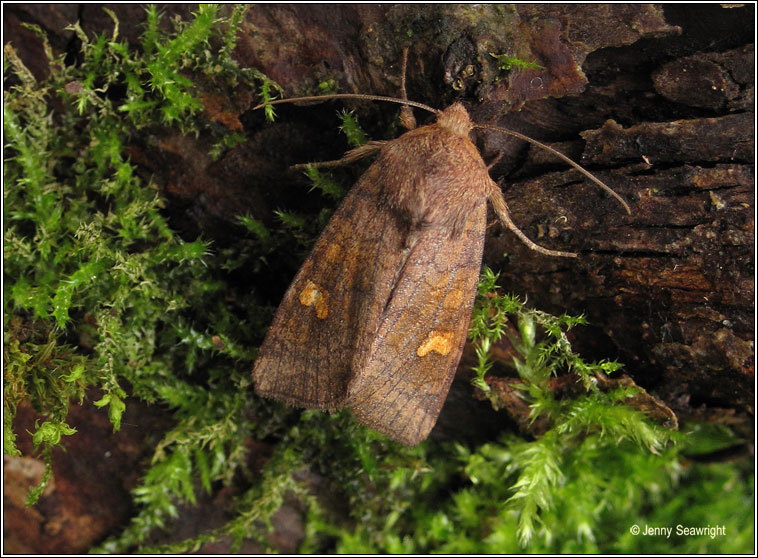 Ear Moth agg, Amphipoea oculea agg