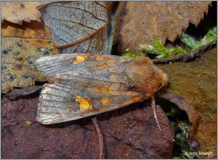 Ear Moth agg, Amphipoea oculea agg