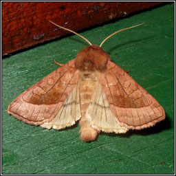 Rosy Rustic, Hydraecia micacea