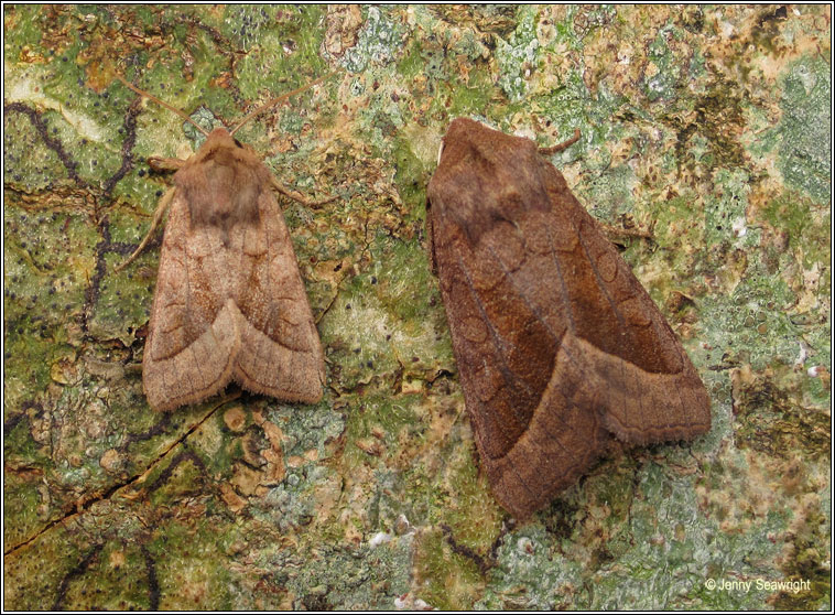 Rosy Rustic, Hydraecia micacea