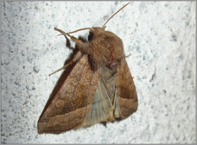 Rosy Rustic, Hydraecia micacea