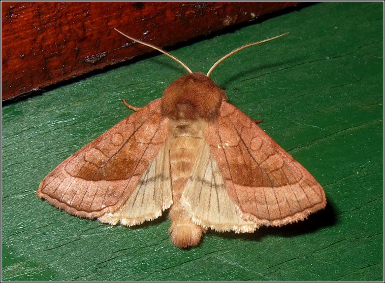 Rosy Rustic, Hydraecia micacea