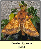 Frosted Orange, Gortyna flavago