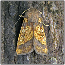 Frosted Orange, Gortyna flavago