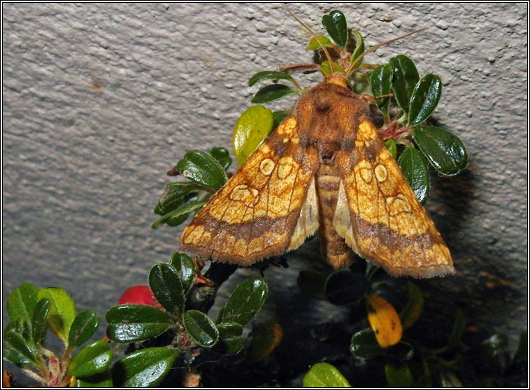 Frosted Orange, Gortyna flavago