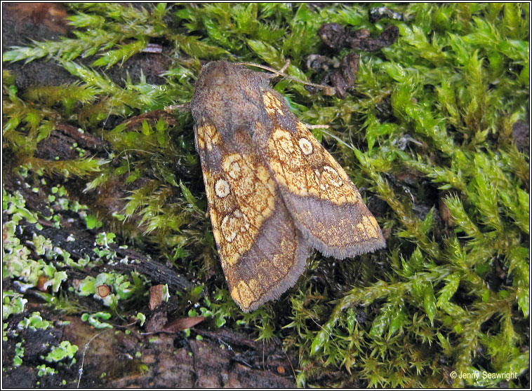 Frosted Orange, Gortyna flavago