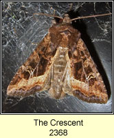 The Crescent, Celaena leucostigma