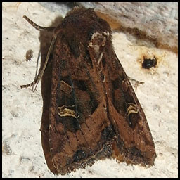 The Crescent, Celaena leucostigma