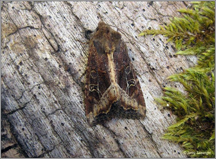 The Crescent, Celaena leucostigma