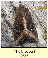 The Crescent, Celaena leucostigma