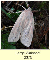 Large Wainscot, Rhizedra lutosa