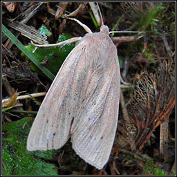 Large Wainscot, Rhizedra lutosa