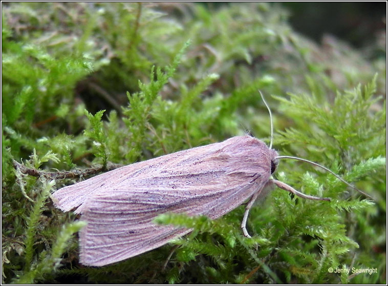 Large Wainscot, Rhizedra lutosa