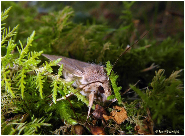 Large Wainscot, Rhizedra lutosa