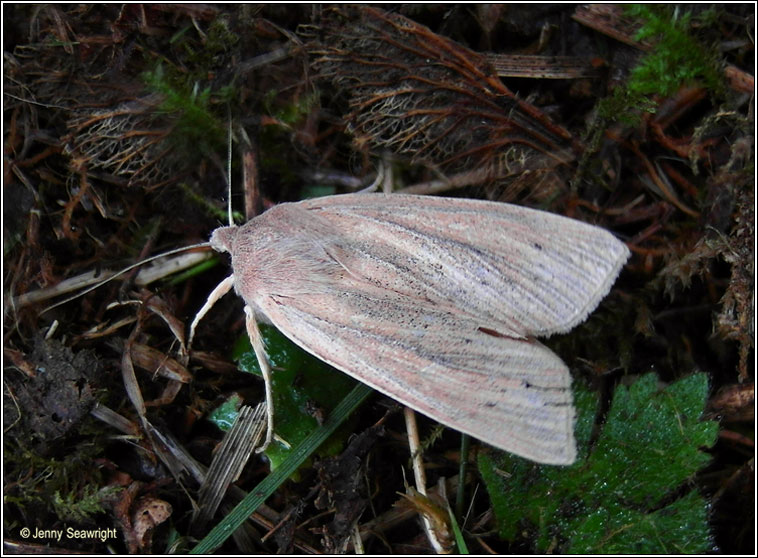 Large Wainscot, Rhizedra lutosa