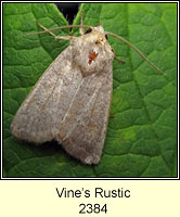 Vine's Rustic, Hoplodrina ambigua