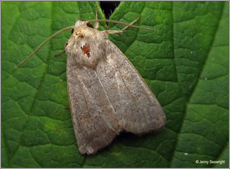 Vine's Rustic, Hoplodrina ambigua