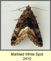 Marbled White Spot, Protodeltote pygarga