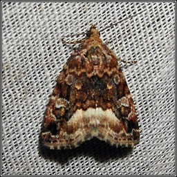 Marbled White Spot, Protodeltote pygarga