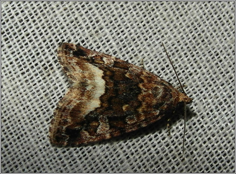 Marbled White Spot, Protodeltote pygarga