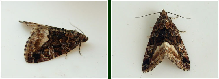 Marbled White Spot, Protodeltote pygarga