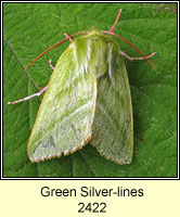 Green Silver-lines, Pseudoips prasinana