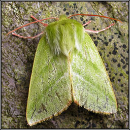 Green Silver-lines, Pseudoips prasinana