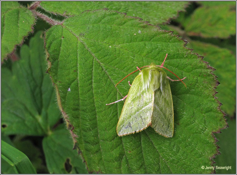 Green Silver-lines, Pseudoips prasinana